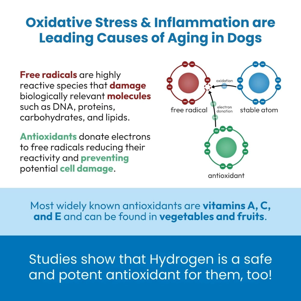 HydroPupLabs™ Hydrogen Water System